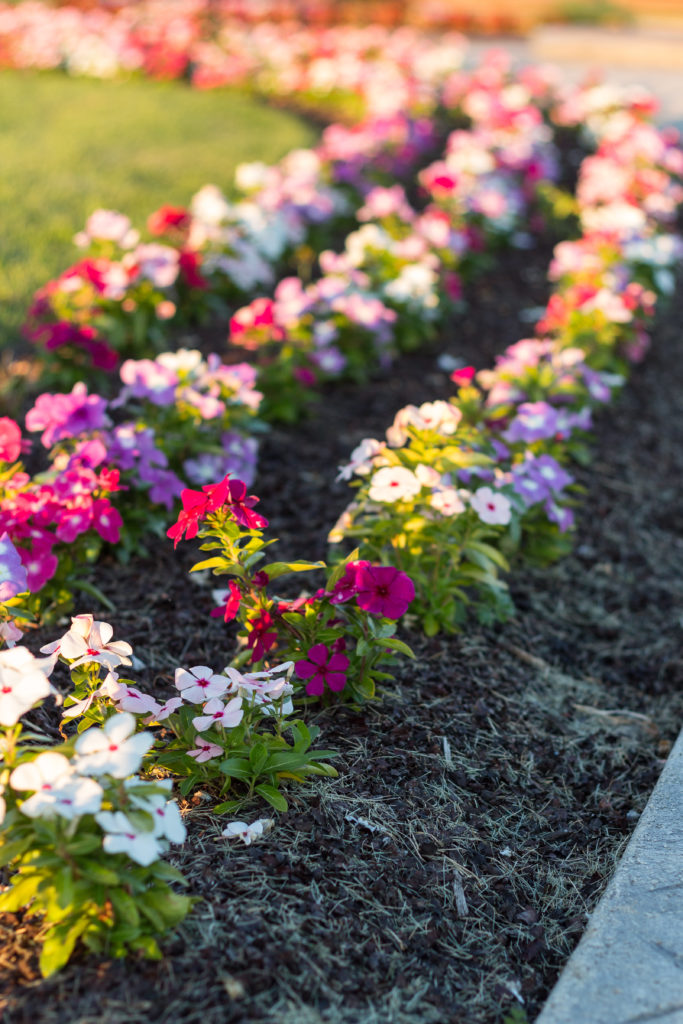 Flowers at Kenosha Harbor at Golden Hour