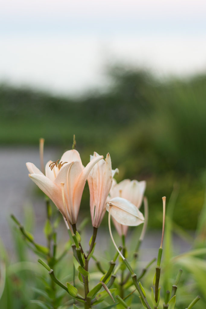 Flowers at Wind Point Lighthouse at Golden Hour