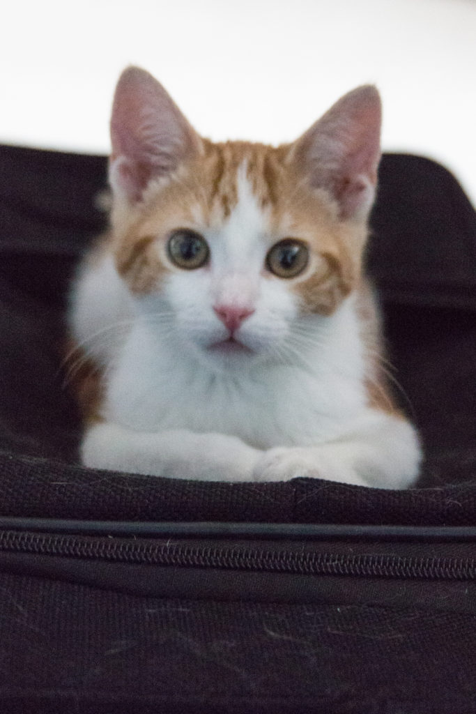 baby Hobbes on the suitcase