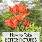 How to Take Better Pictures in 5 Easy Steps