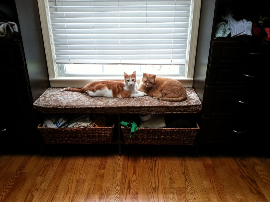 Hobbes and Apollo on the dressing room window seat