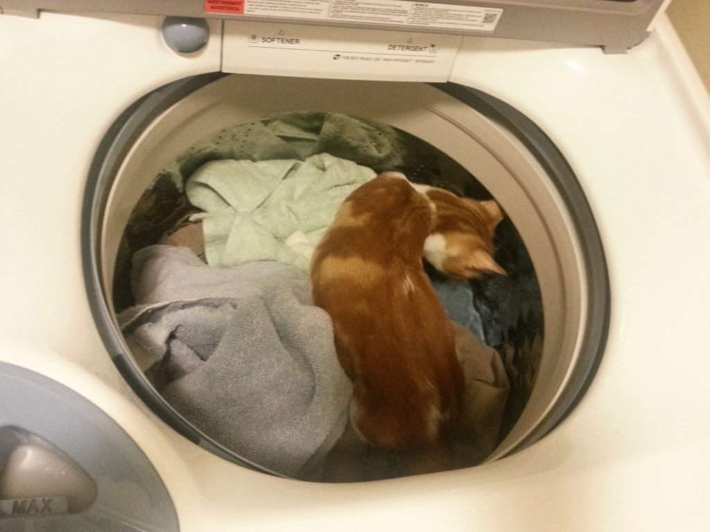 Hobbes in the washing machine