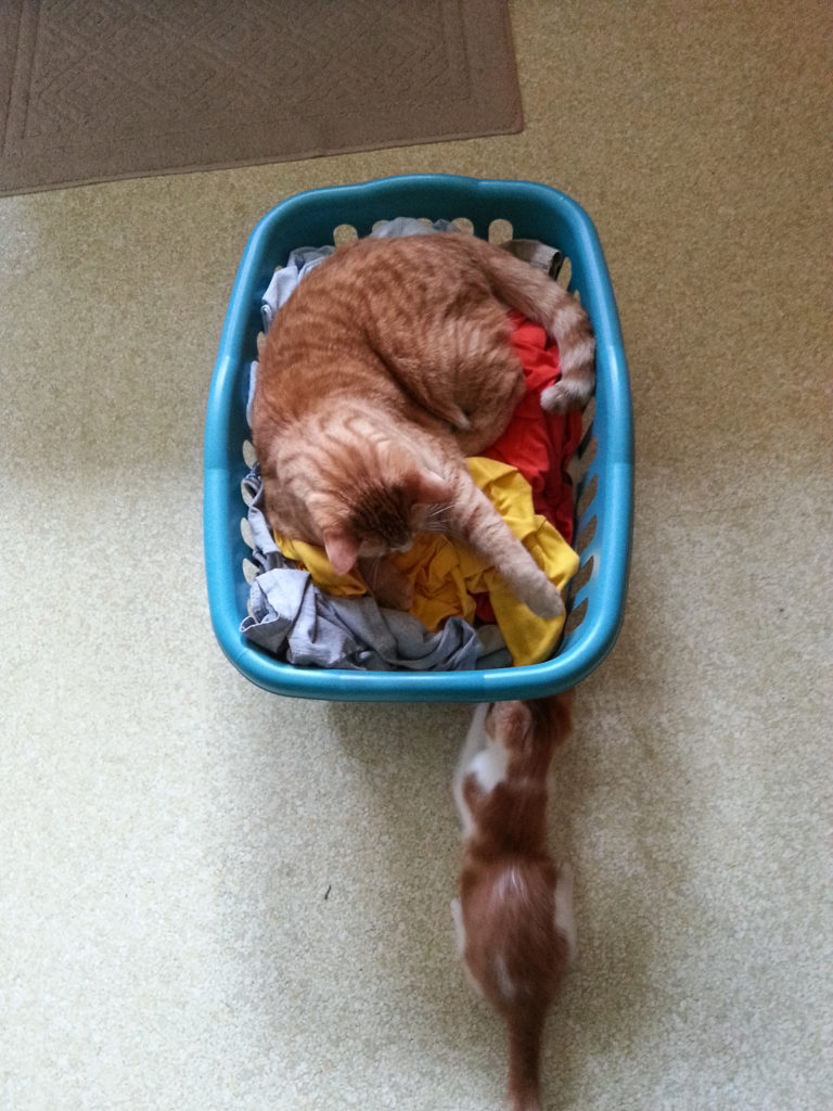 Ares and Hobbes with the laundry basket