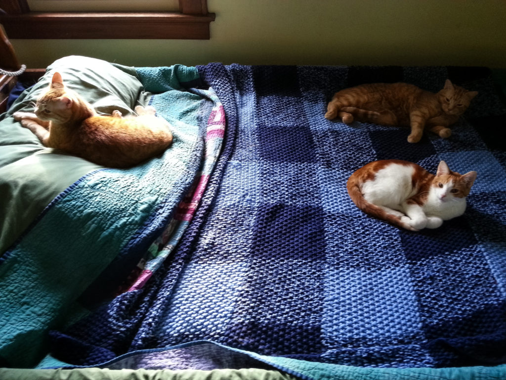 all three cats on the guest bed