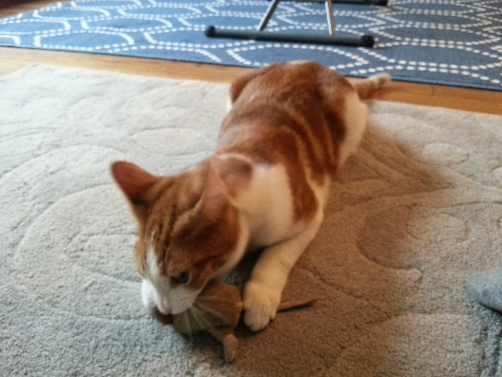 Hobbes playing with a toy mouse