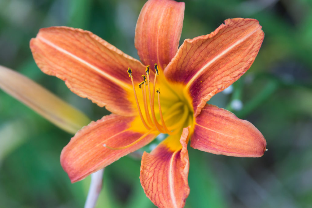 Lilies at the Racine Zoo