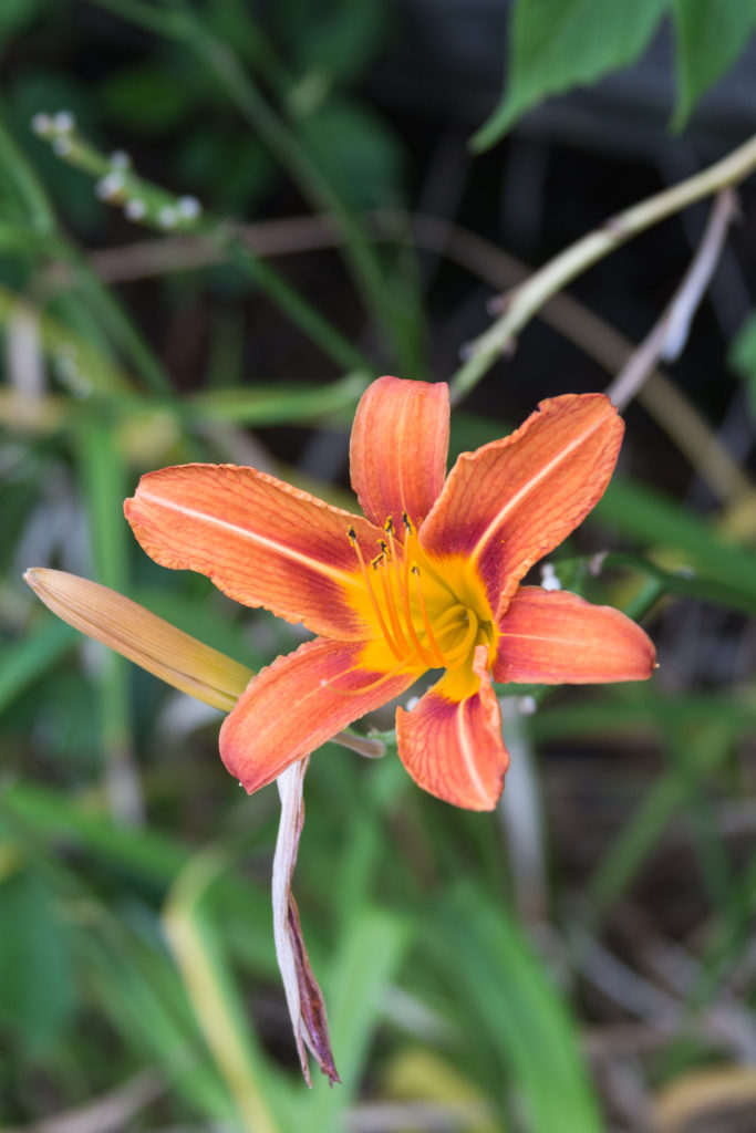 Lilies at the Racine Zoo