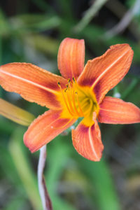 Lilies at the Racine Zoo