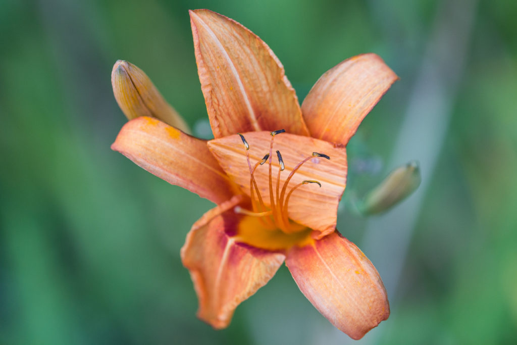 Lilies in the Neighborhood July 2016