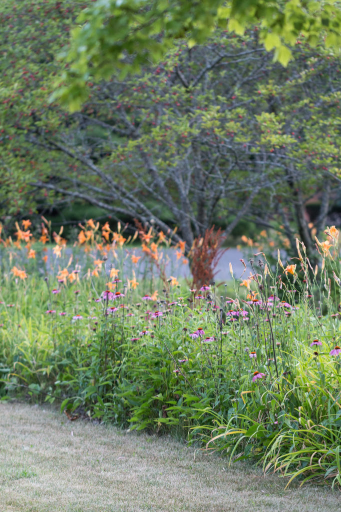 Lilies in the Neighborhood