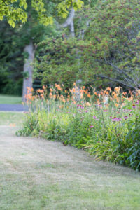 Lilies in the Neighborhood
