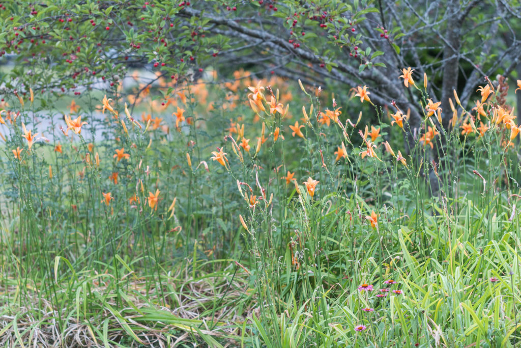 Lilies in the Neighborhood