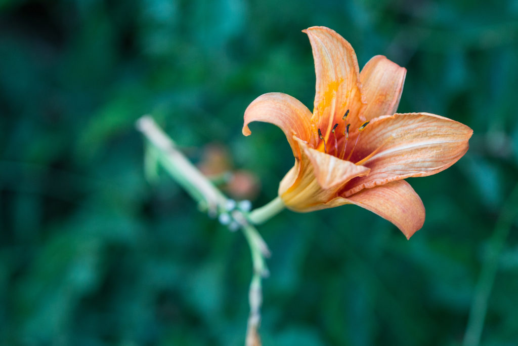 Lilies in the Neighborhood