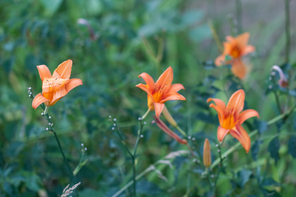 Lilies in the Neighborhood July 2016