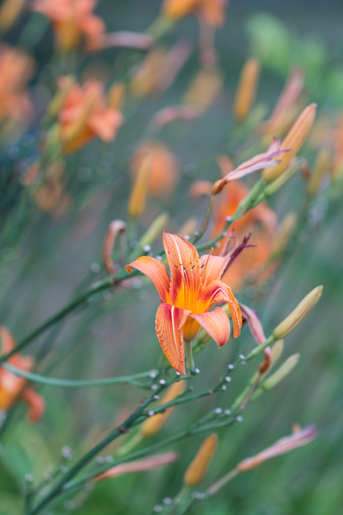 Lilies in the Neighborhood