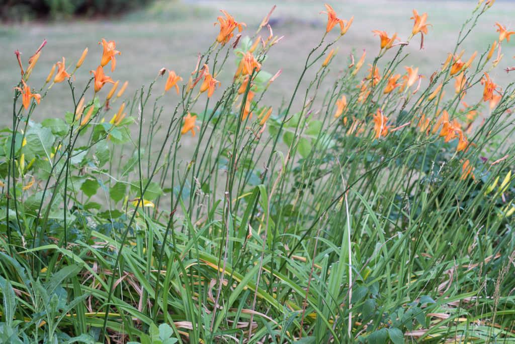 Lilies in the Neighborhood