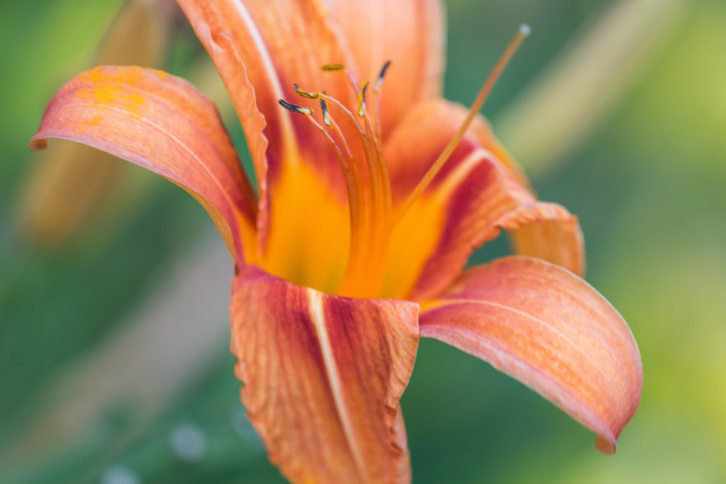 Lilies in the Neighborhood