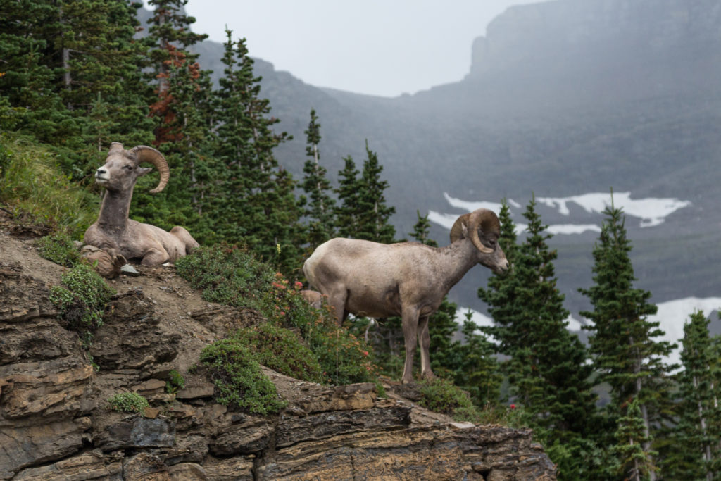 Montana August 2016