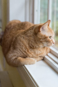 Apollo Orange Kitty at the Window | https://www.roseclearfield.com