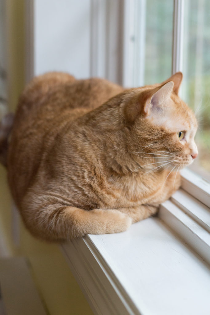 Apollo Orange Kitty at the Window | https://www.roseclearfield.com