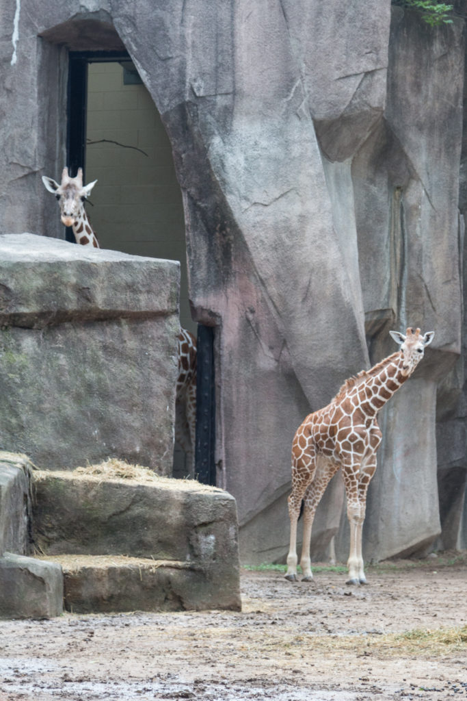 Baby Giraffe at Zoo a la Carte