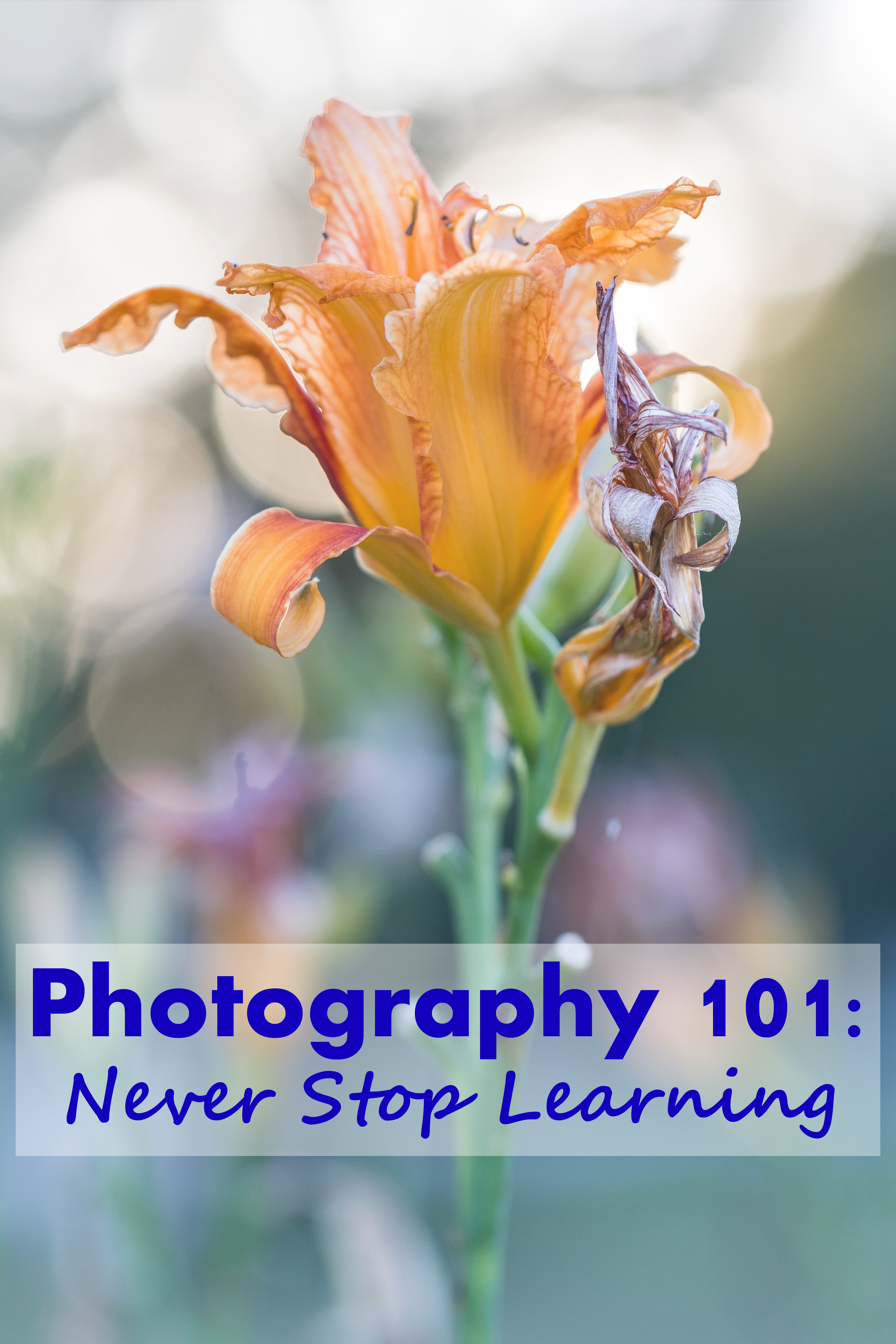 Photography 101: Never Stop Learning - Making an effort to learn new technical, composition, and editing techniques on a regular basis is key for staying current in the field and continuing to improve your skills as a photographer. | https://www.roseclearfield.com