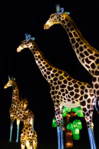 China Lights at the Boerner Botanical Gardens | https://www.roseclearfield.com