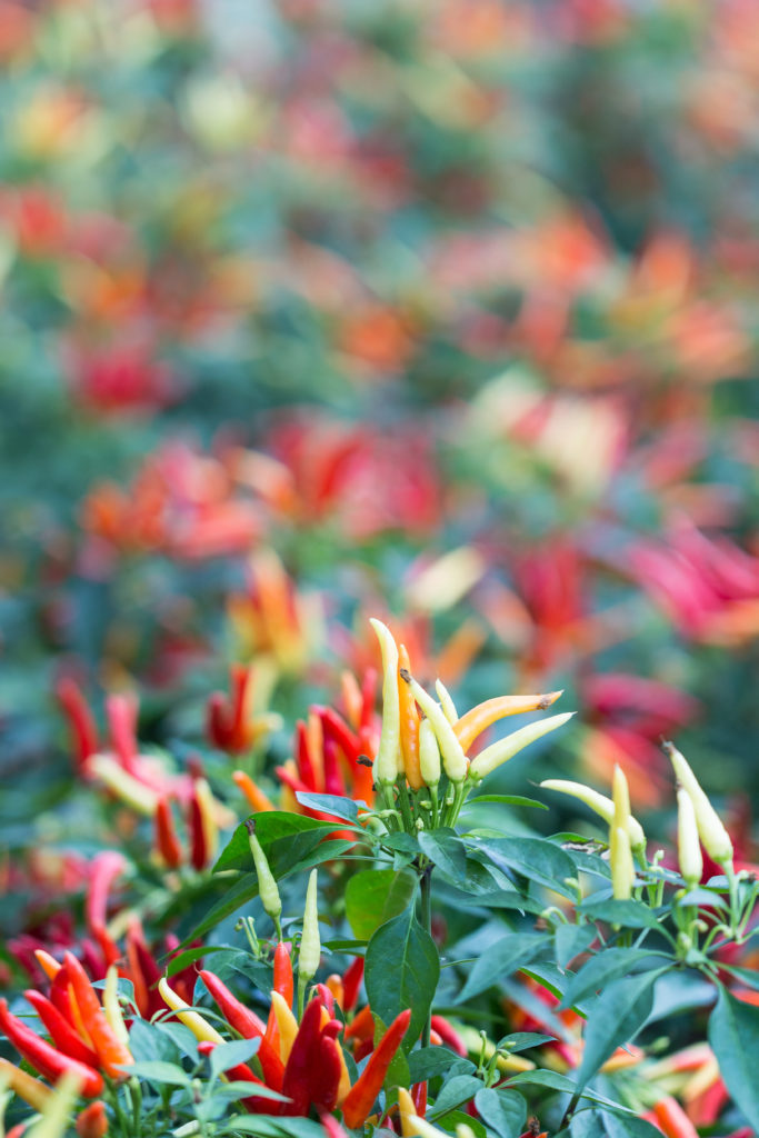 Fall Harvest Festival Floral Show at the Mitchell Park Domes | https://www.roseclearfield.com