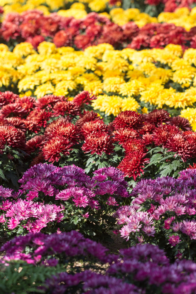 Fall Harvest Festival Floral Show at the Mitchell Park Domes | https://www.roseclearfield.com