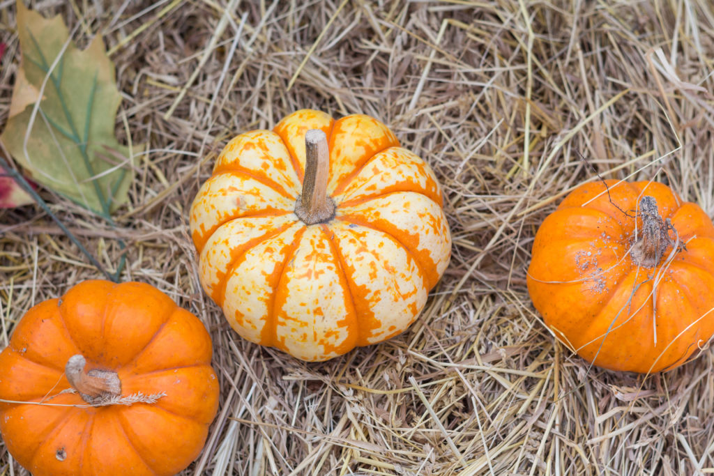 Fall Harvest Festival Floral Show at the Mitchell Park Domes | https://www.roseclearfield.com