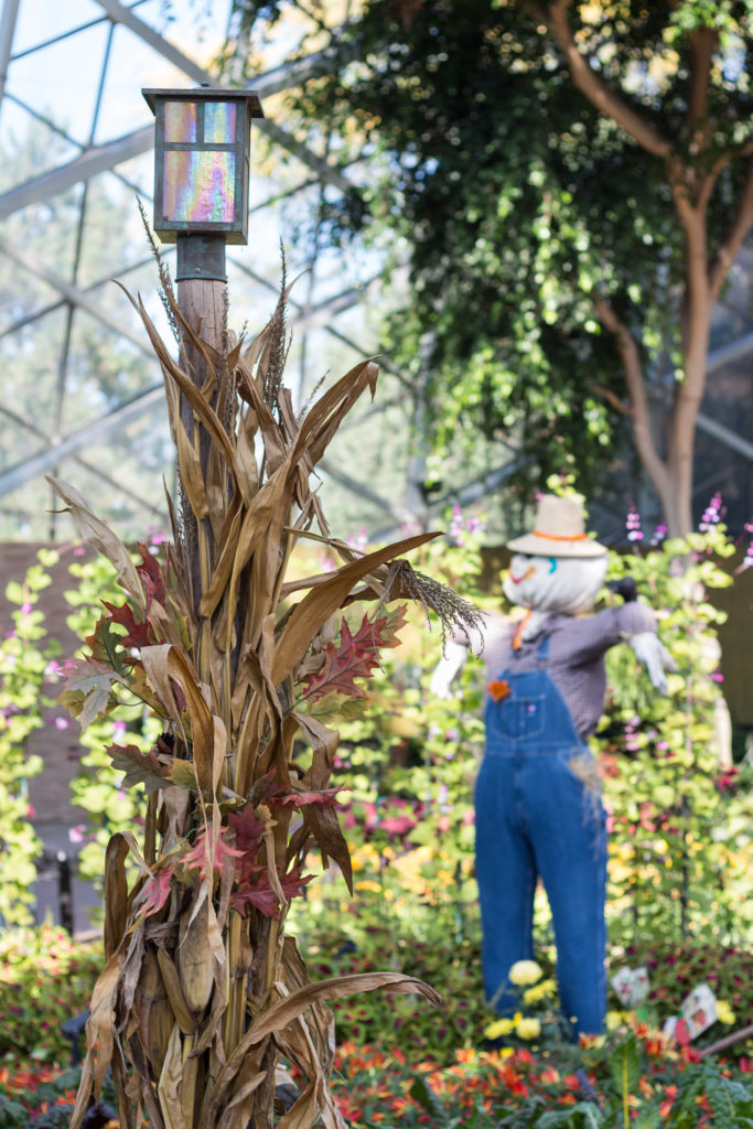 Fall Harvest Festival Floral Show at the Mitchell Park Domes | https://www.roseclearfield.com