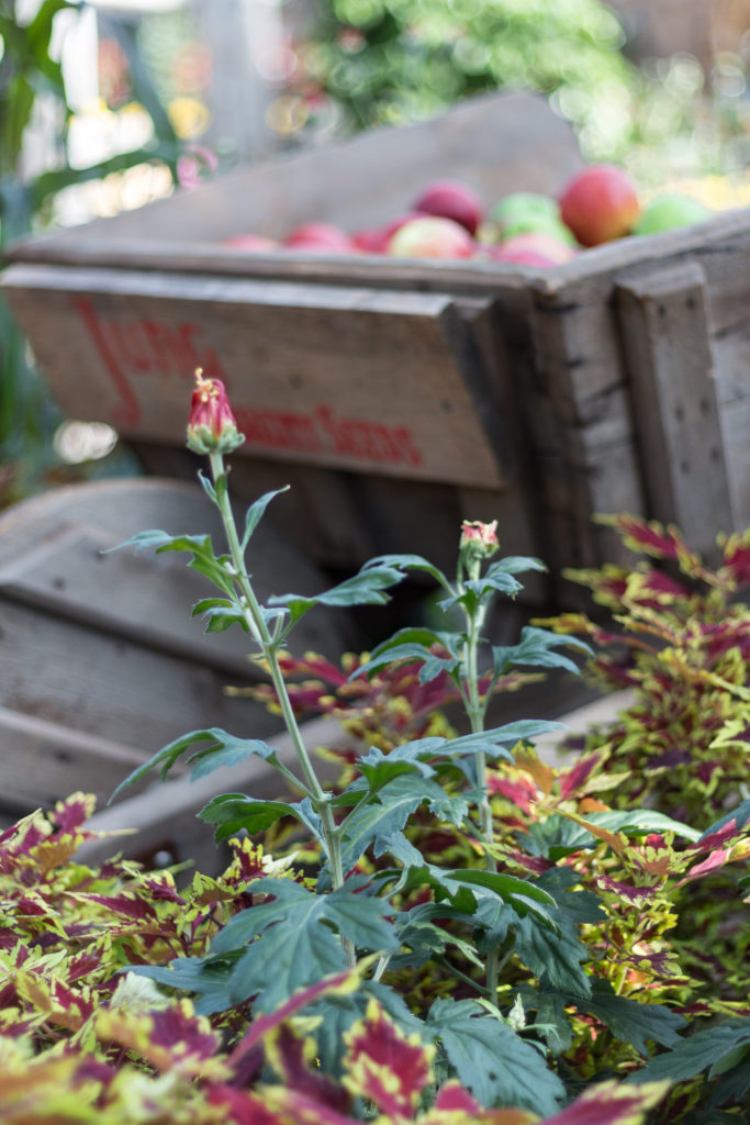 Fall Harvest Festival Floral Show at the Mitchell Park Domes | https://www.roseclearfield.com