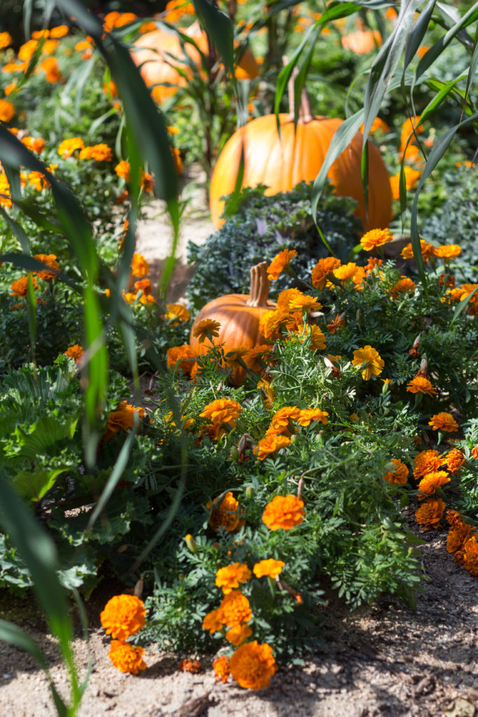 Fall Harvest Festival Floral Show at the Mitchell Park Domes | https://www.roseclearfield.com