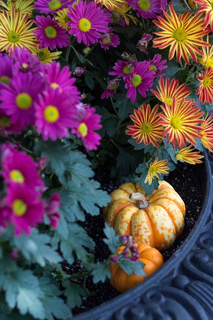 Fall Harvest Festival Floral Show at the Mitchell Park Domes | https://www.roseclearfield.com