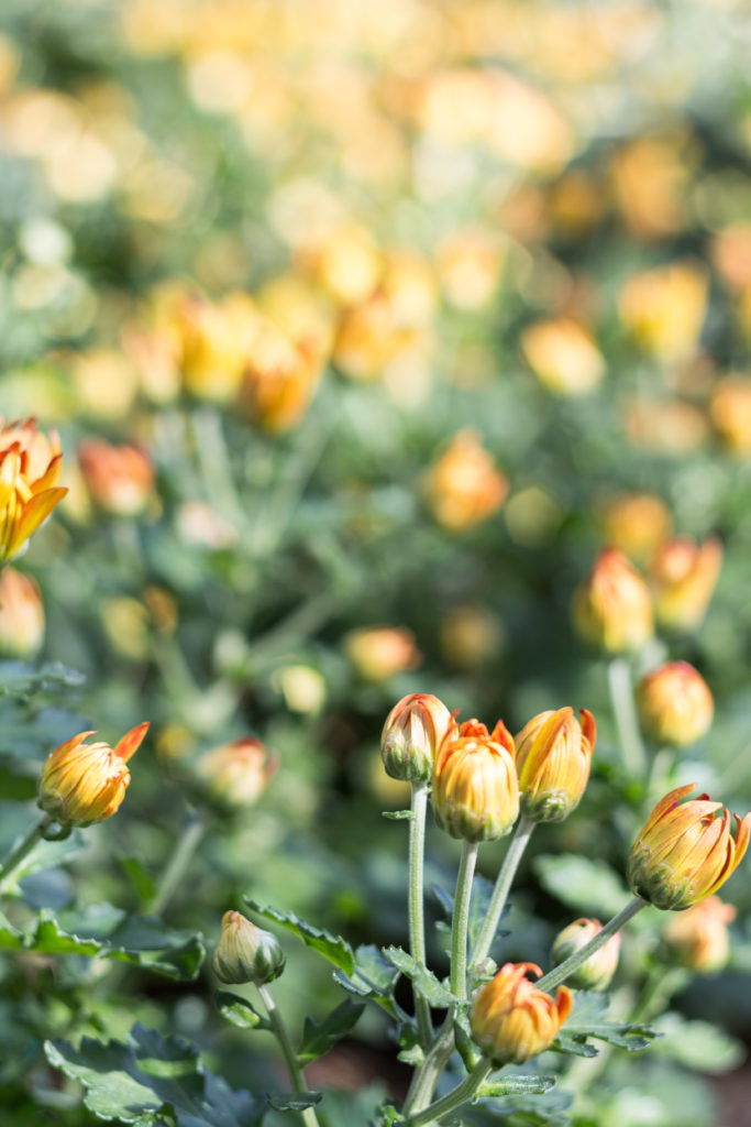 Fall Harvest Festival Floral Show at the Mitchell Park Domes | https://www.roseclearfield.com