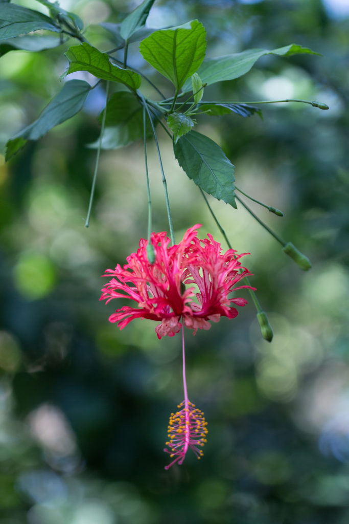 Tropical Dome at the Mitchell Park Domes | https://www.roseclearfield.com