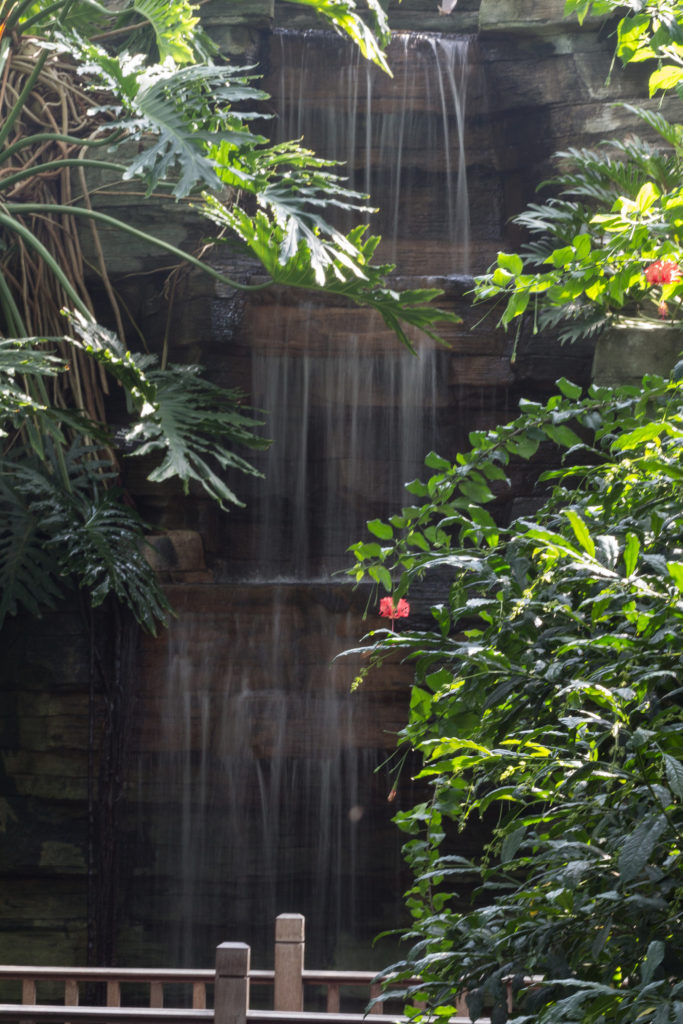 Tropical Dome at the Mitchell Park Domes | https://www.roseclearfield.com