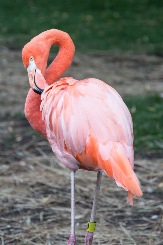 Flamingo at the Milwaukee County Zoo | https://www.roseclearfield.com