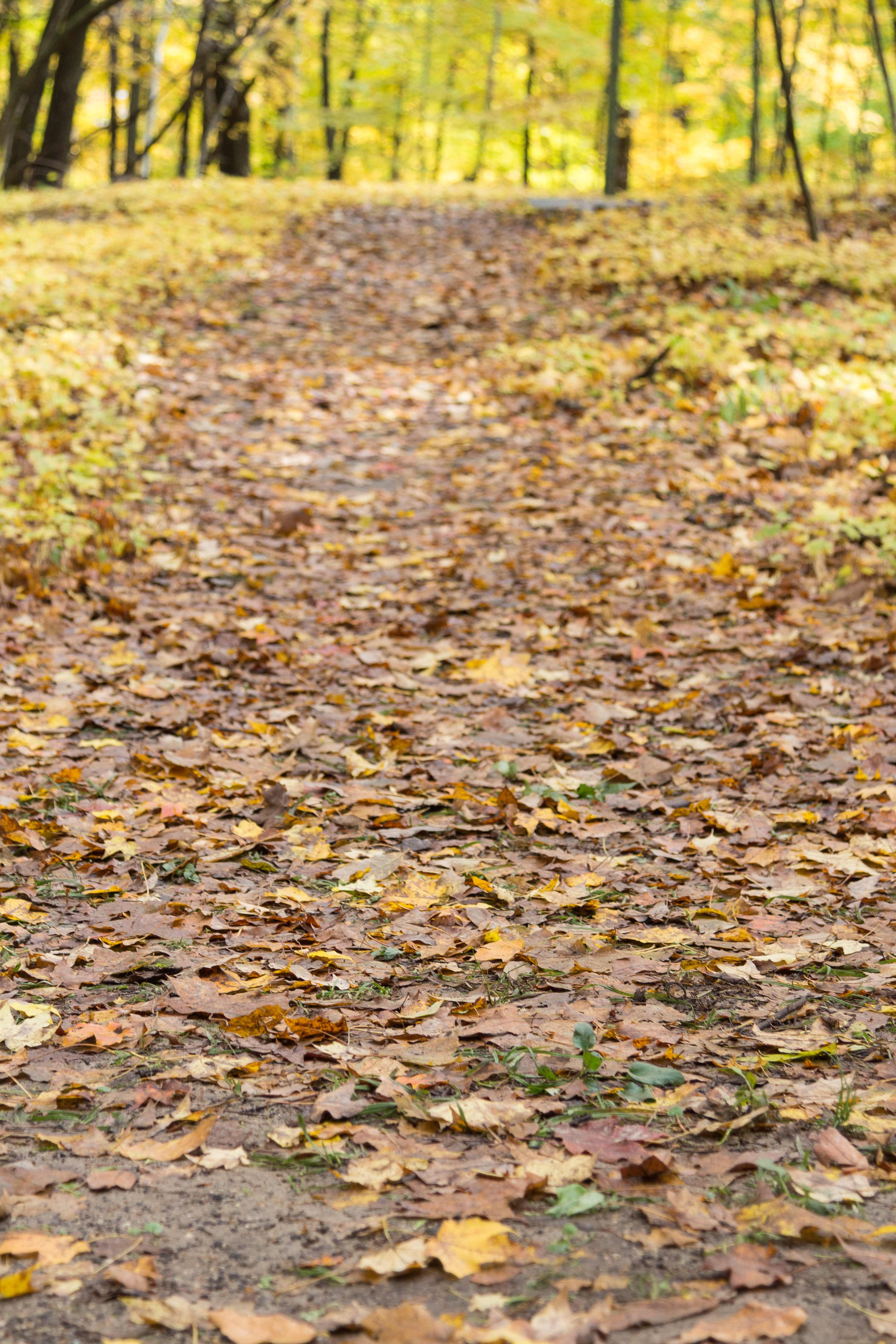 Fall at Holy Hill | https://www.roseclearfield.com