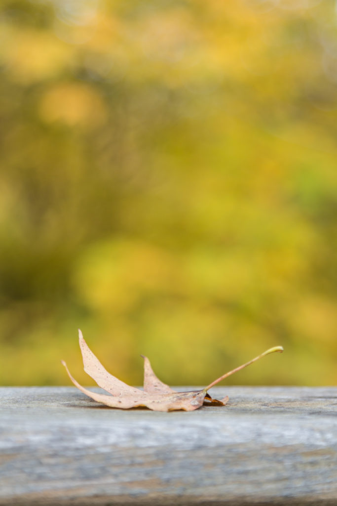 Fall Leaves at Holy Hill | https://www.roseclearfield.com