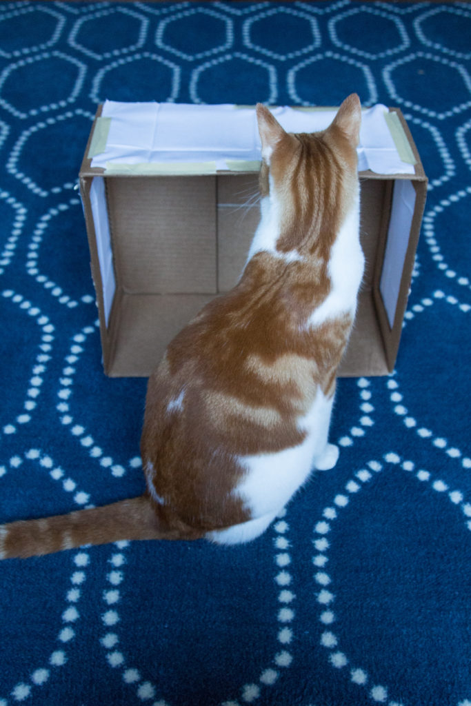 Orange Cat Lightbox Helper | https://www.roseclearfield.com