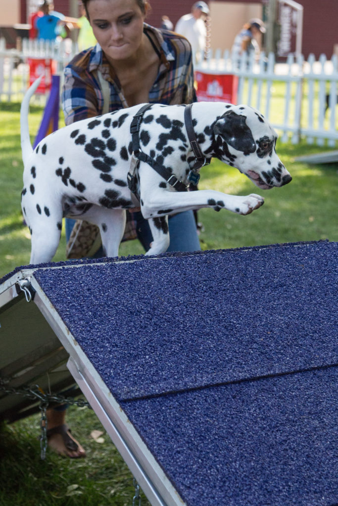 Dog Agility Training at Fromm PetFest | https://www.roseclearfield.com