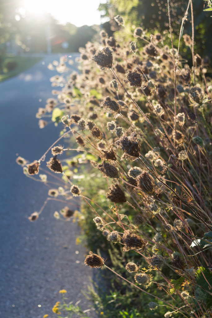 Early Fall Backlighting | https://www.roseclearfield.com