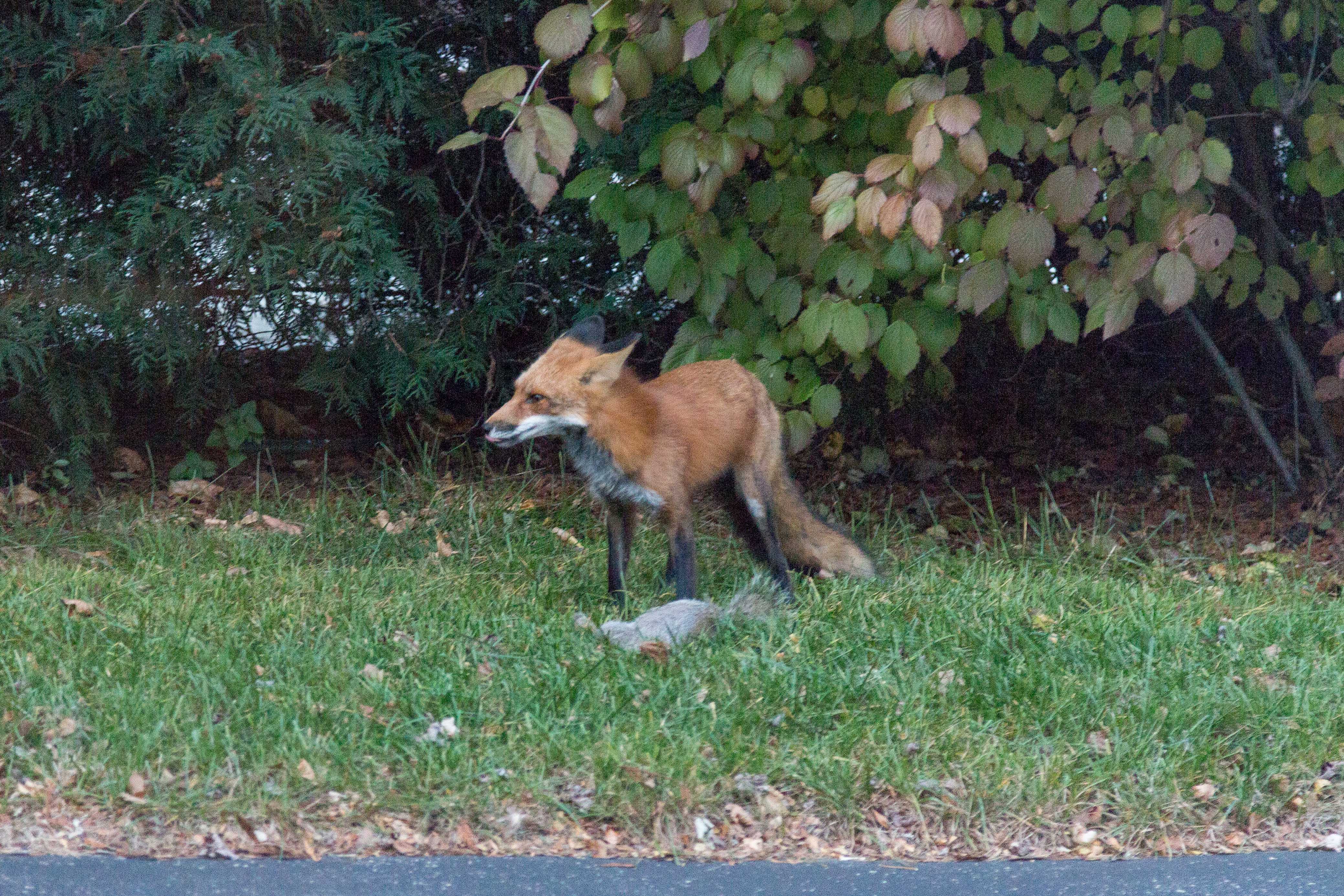 Fox in the Yard with a Squirrel - Southeast WI | https://www.roseclearfield.com