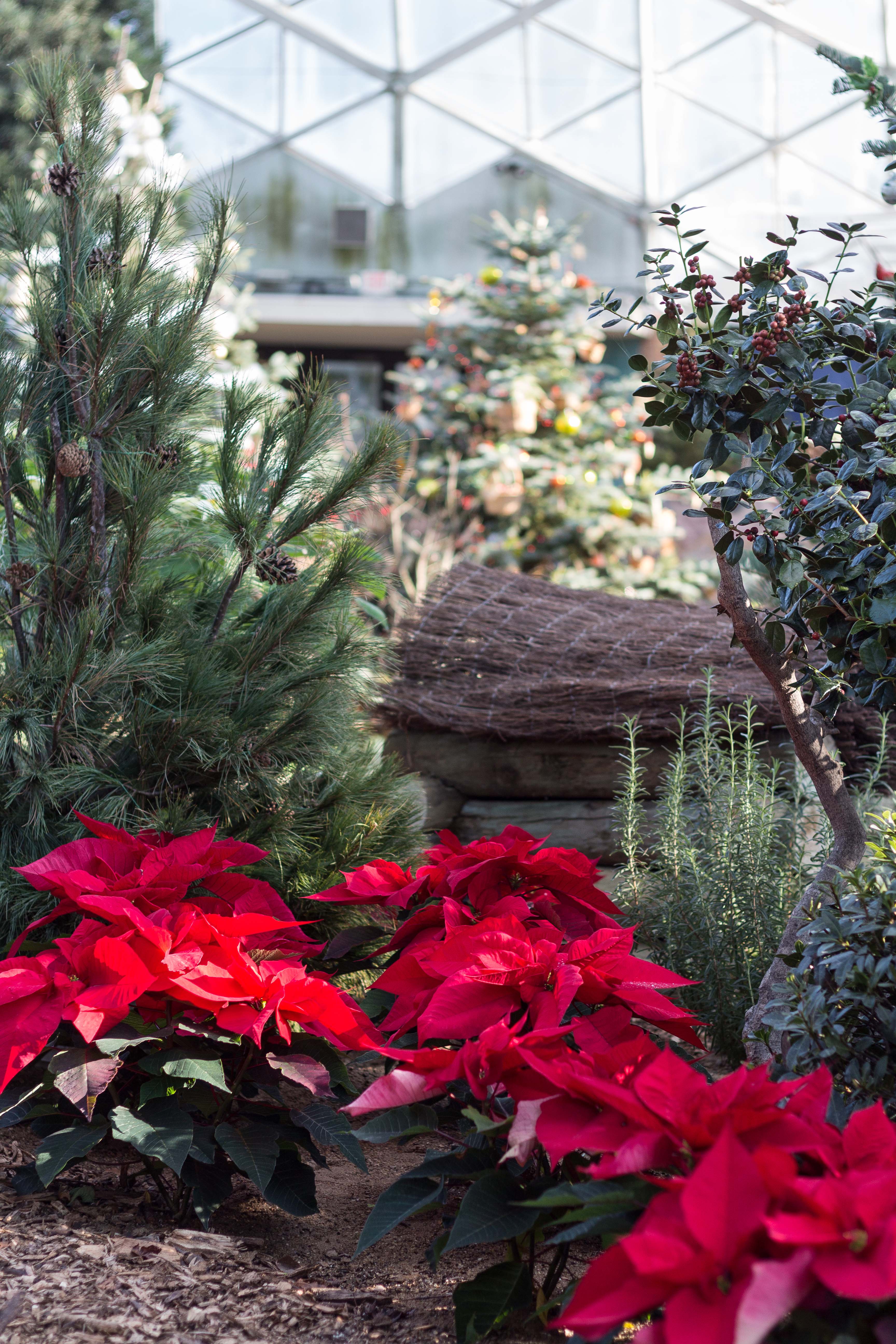 Not a Creature Was Stirring Holiday Floral Show at the Mitchell Park Domes | https://www.roseclearfield.com