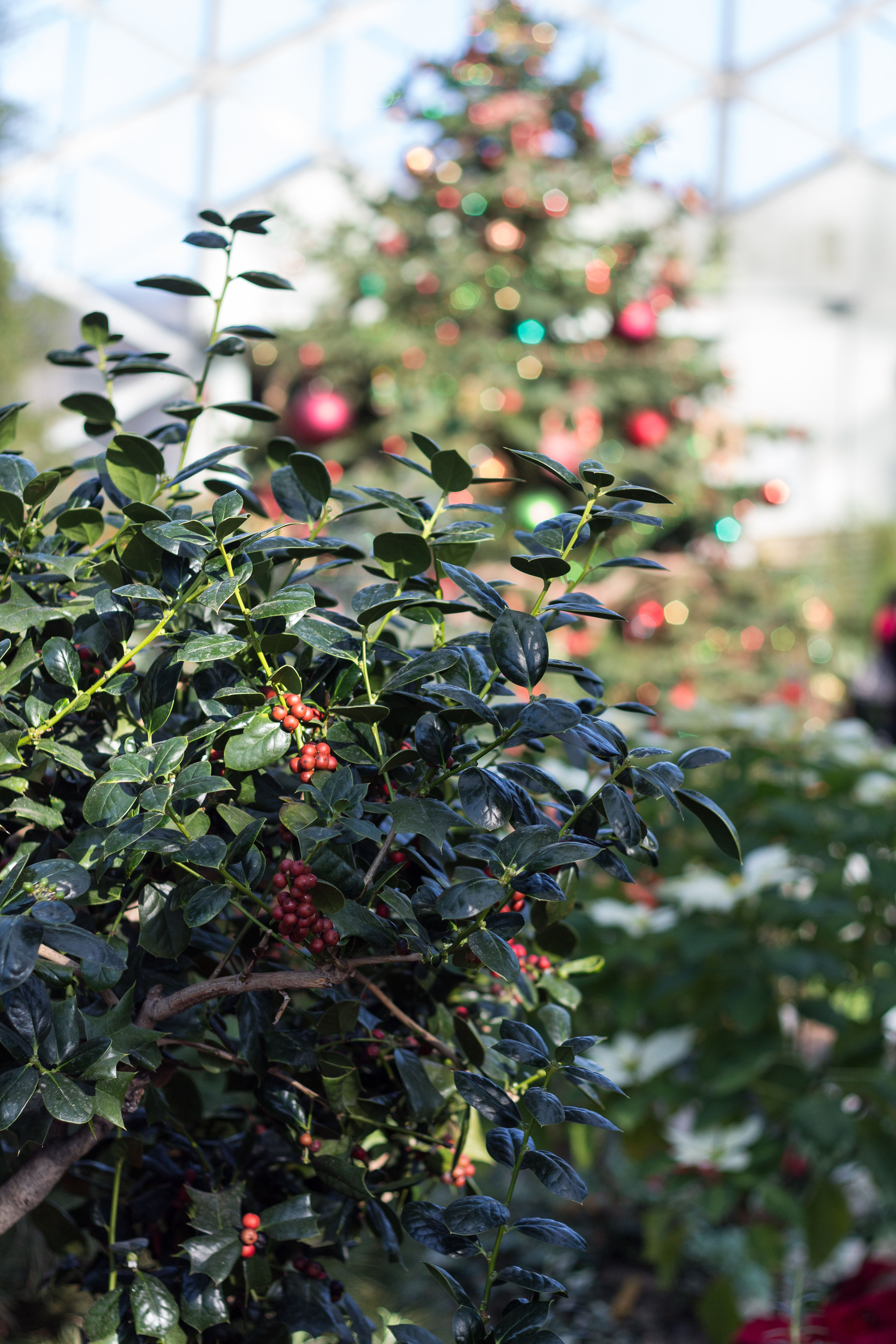 Not a Creature Was Stirring Holiday Floral Show at the Mitchell Park Domes | https://www.roseclearfield.com