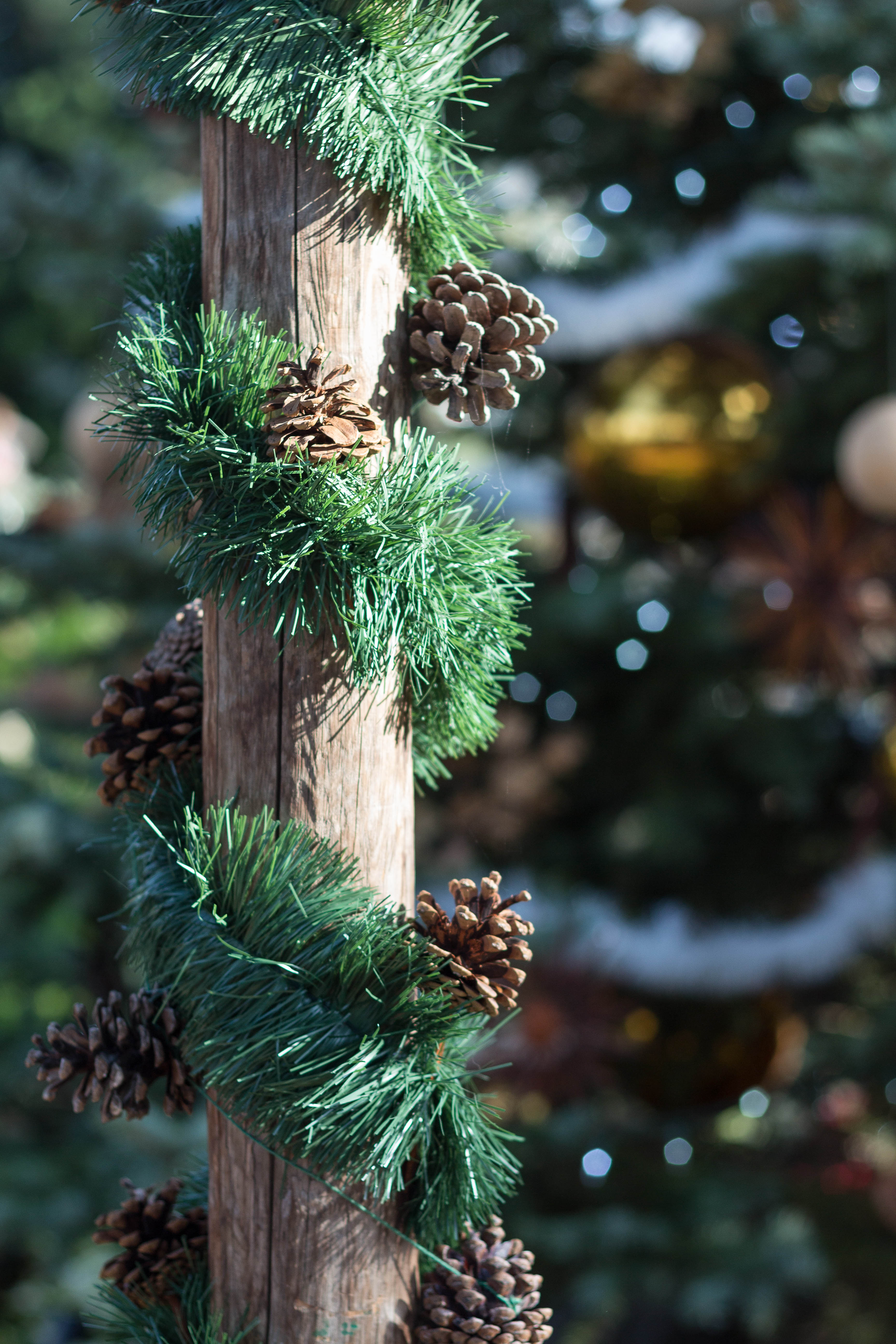 Not a Creature Was Stirring Holiday Floral Show at the Mitchell Park Domes | https://www.roseclearfield.com