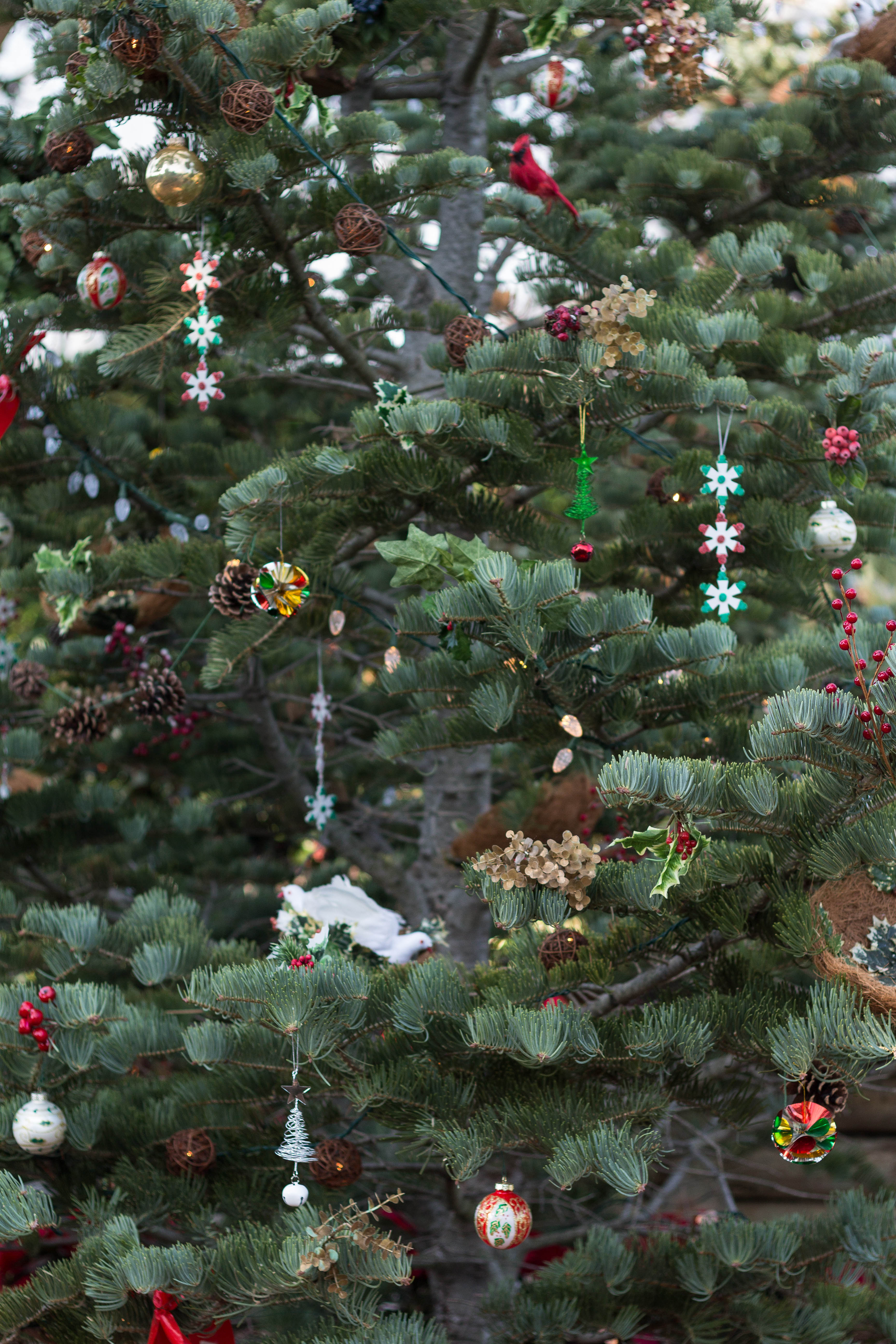 Not a Creature Was Stirring Holiday Floral Show at the Mitchell Park Domes | https://www.roseclearfield.com