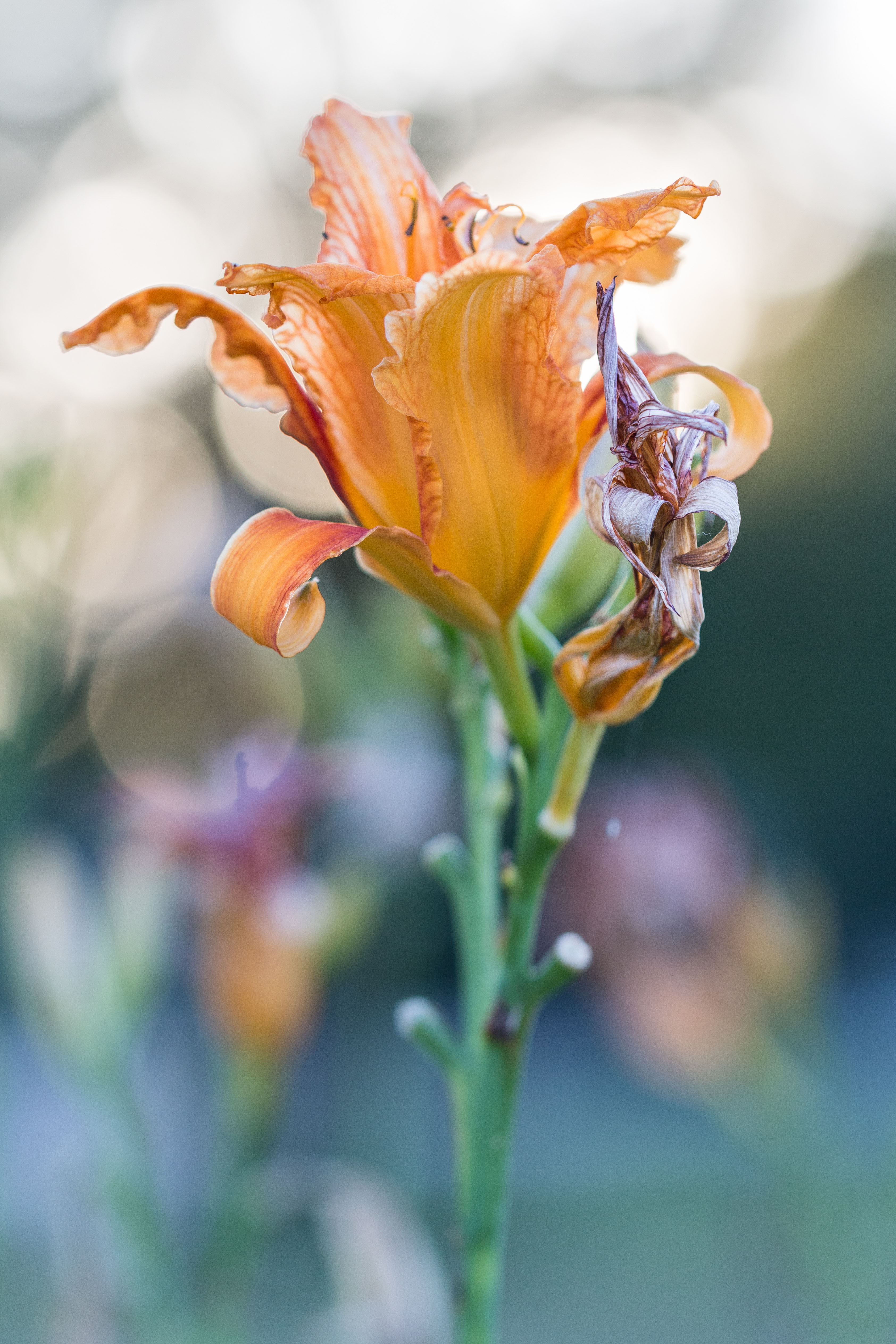 Back Lit Lily 7.26.16 | https://www.roseclearfield.com