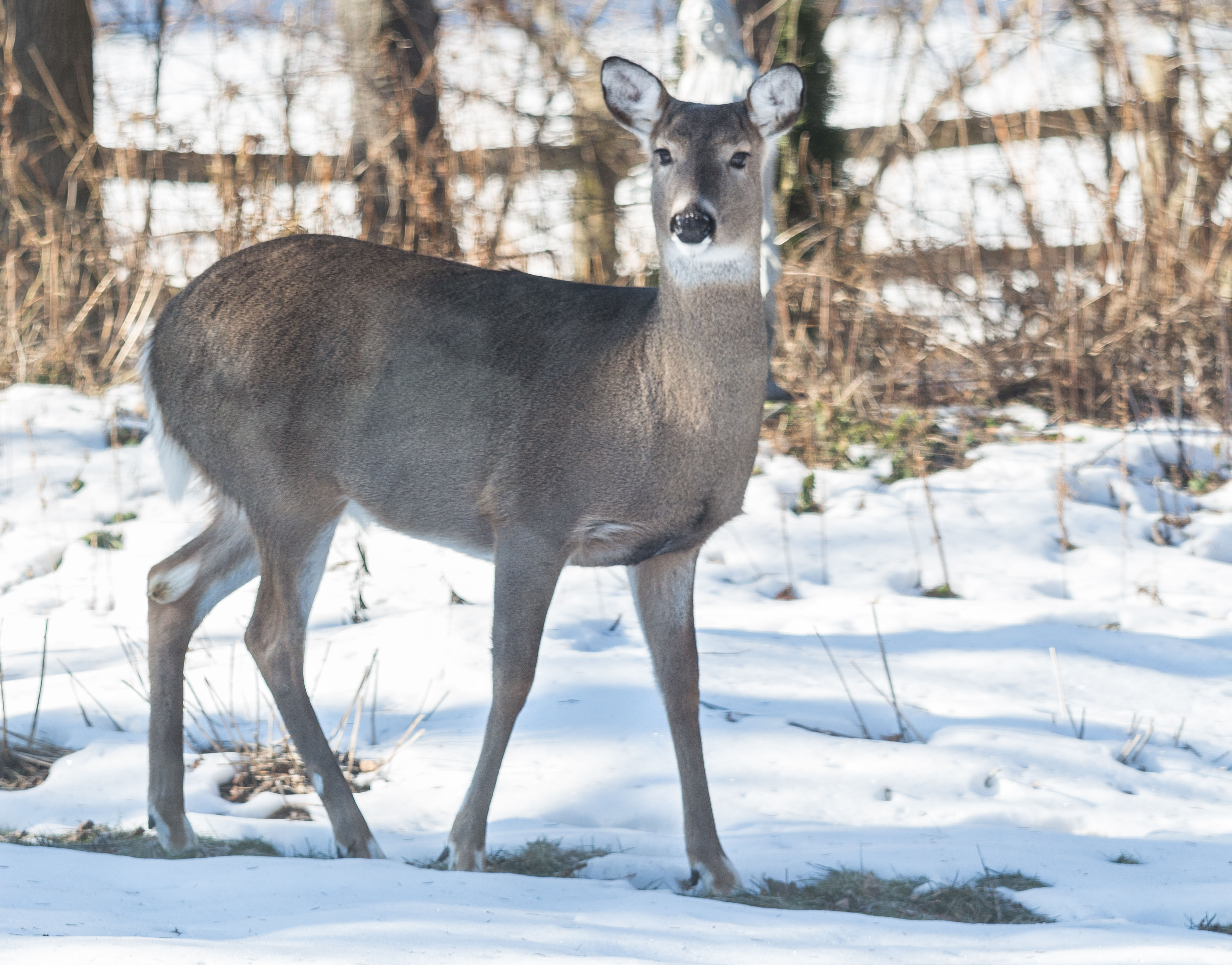 Deer in the Yard in Winter | https://www.roseclearfield.com